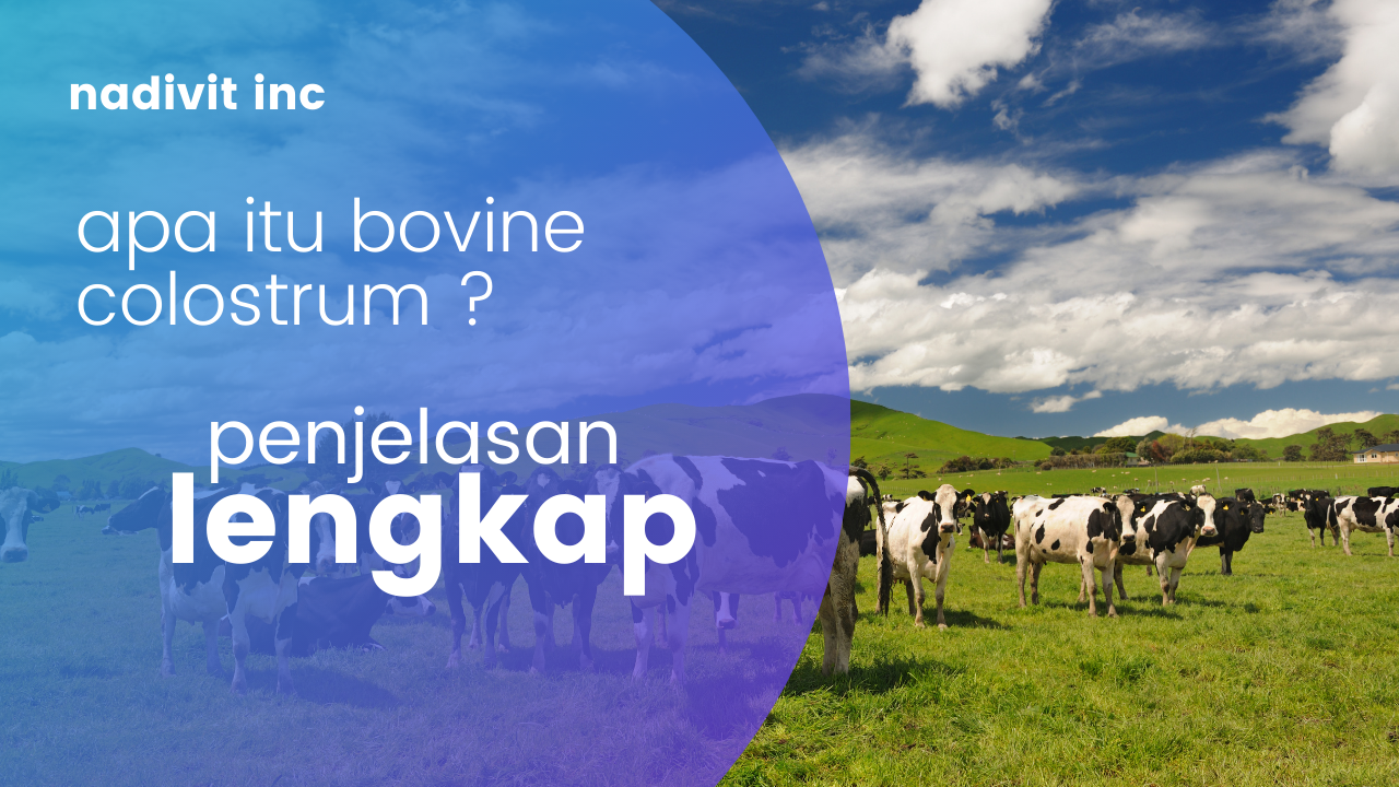 Semua Tentang Bovine Colostrum (Kolostrum Sapi)